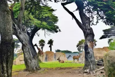 San Francisco Zoo