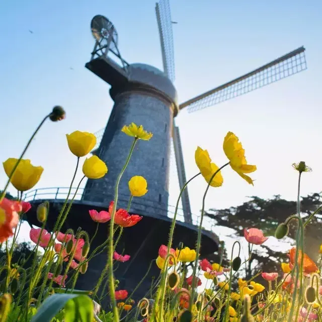 Unter einer der berühmten Windmühlen im Golden Gate Park blühen Tulpen.